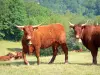 Vache Salers - Vaches de couleur acajou dans un pré, en lisière de forêt