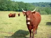 Vache Salers - Troupeau de vaches dans un pâturage, aux abords d'une forêt