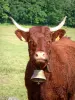 Vache Salers - Vache acajou munie d'une cloche