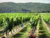 Le vignoble de Cahors - Guide gastronomie, vacances & week-end dans le Lot