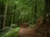 Vosges du Nord - Chemin dans la forêt (Parc Naturel Régional des Vosges du Nord)