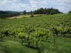 Weinanbau von Bergerac