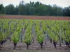 Weinanbaugebiet Touraine