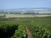 Wijnstreek van de Champagne - Wijngaarden van de Montagne de Reims (Champagne-wijngaard, in het Parc Naturel Regional de la Montagne de Reims) met uitzicht over de omliggende velden
