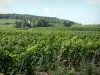 Wijnstreek van de Champagne - Wijngaarden de wijngaarden van de Montagne de Reims (Champagne-wijngaard, in het Regionaal Natuurpark van de Montagne de Reims), religieuze gebouwen, bomen en bos