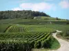 Wijnstreek van de Champagne - Road begrensd door wijngaarden (Champagne wijngaard, in het Regionaal Natuurpark van de Montagne de Reims), bomen