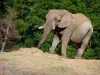 Lo zoo safari di Thoiry