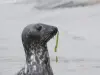 Встречайте тюленей в заливе Соммы - Занятие - Отдых и выходные — Cayeux-sur-Mer