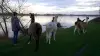 Balade découverte et animations avec les lamas - Activité - Vacances & week-end à Tuffalun