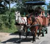 Voyage en attelage avec chevaux de trait - Activité - Vacances & week-end à Camarade