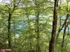 Lac Pavin seen through the forest (© Jean Espirat)
