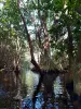 Walk in the mangroves