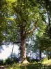 Le chêne de 300 ans (© Jean Espirat)
