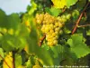 Bouzy rouge et côte des blancs - Randonnées & promenades à Bouzy