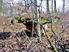 Rocher de la table - Bois de la Caraude (© Jean Espirat)