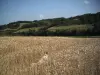 Les nombreux champs de blé rayonnent et ondoient