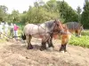 Récolte de pommes de terre à l'ancienne