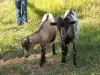 Chèvres toys à Saint-Julien-de-Bourdeilles