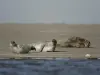 Phoques veaux marins