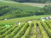 De oogst in grote wijngaarden