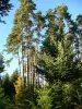 Parc Naturel Régional Livradois Forez - Champagnac-le-Vieux