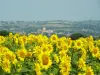 Condom dans les tournesols