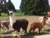 Les lamas au château