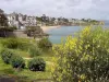 Genêt en fleurs sur la Côte d'Émeraude à Dinard