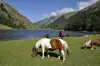 Озеро Estaing и лошади
