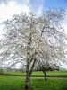 Cerisier en fleurs, région de Fougerolles (© J.E)