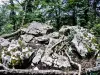 Chaos rocheux de la pierre plate au sommet du grand bois (© J.E)