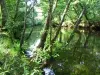 Delta de la Leyre - Природный комплекс — Le Teich