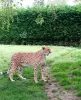 Parc zoologique du Domaine des Fauves - Lieu de loisirs aux Abrets en Dauphiné