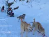 Les chiens de traîneaux à Vénosc