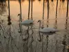 Cygnes sur l'étang de la Gravelle