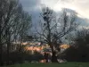 L'arbre aux cormorans dans l'île Batailleuse