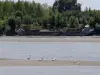 Cygnes sur la Loire