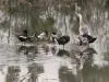 Oie et canards sur l'étang gelé de la Gravelle