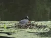 Foulque sur son nid