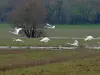 Saint-Florent-le-Vieil - Vuelo de cisnes sobre la Tau