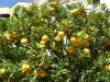 Orangers dans les jardins Biovès