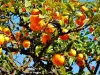 Oranger chargé de fruits en ville (© Jean Espirat)