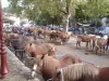 Fête traditionnelle du cheval