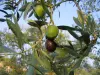 Olives mûrissant