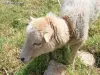 Mouton nain d'Ouessant (© J.E)