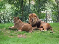 Zoological Park African Safari - Leisure centre in Plaisance-du-Touch