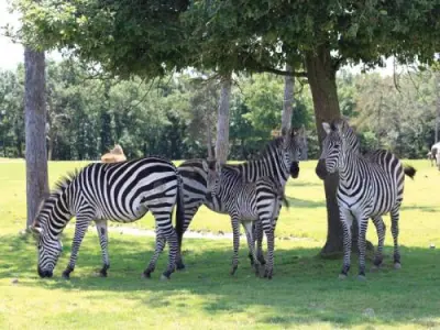 Zoological Park African Safari - Leisure centre in Plaisance-du-Touch