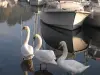 Swans on the port of Pontrieux