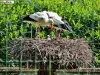 Mère cigogne veille sur son poussin - Parc de Rouffach (© J.E)