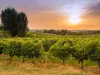 Vignoble des Côtes de Bordeaux Saint-Macaire